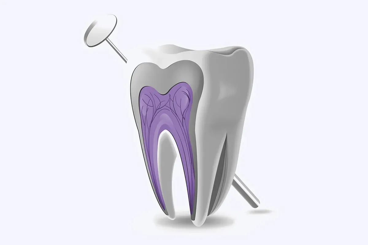 Imed Anatomija Zuba Endodoncija